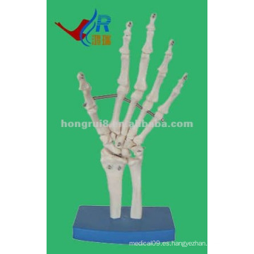 Esqueleto de plástico de mano, de tamaño natural Hand Joint Skeleton